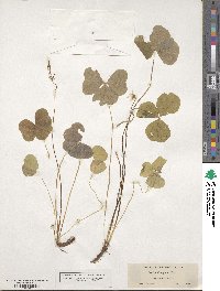 Oxalis oregana image