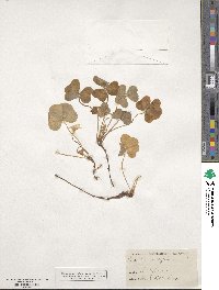 Oxalis oregana image