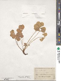 Oxalis oregana image