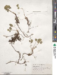 Oxalis oregana image