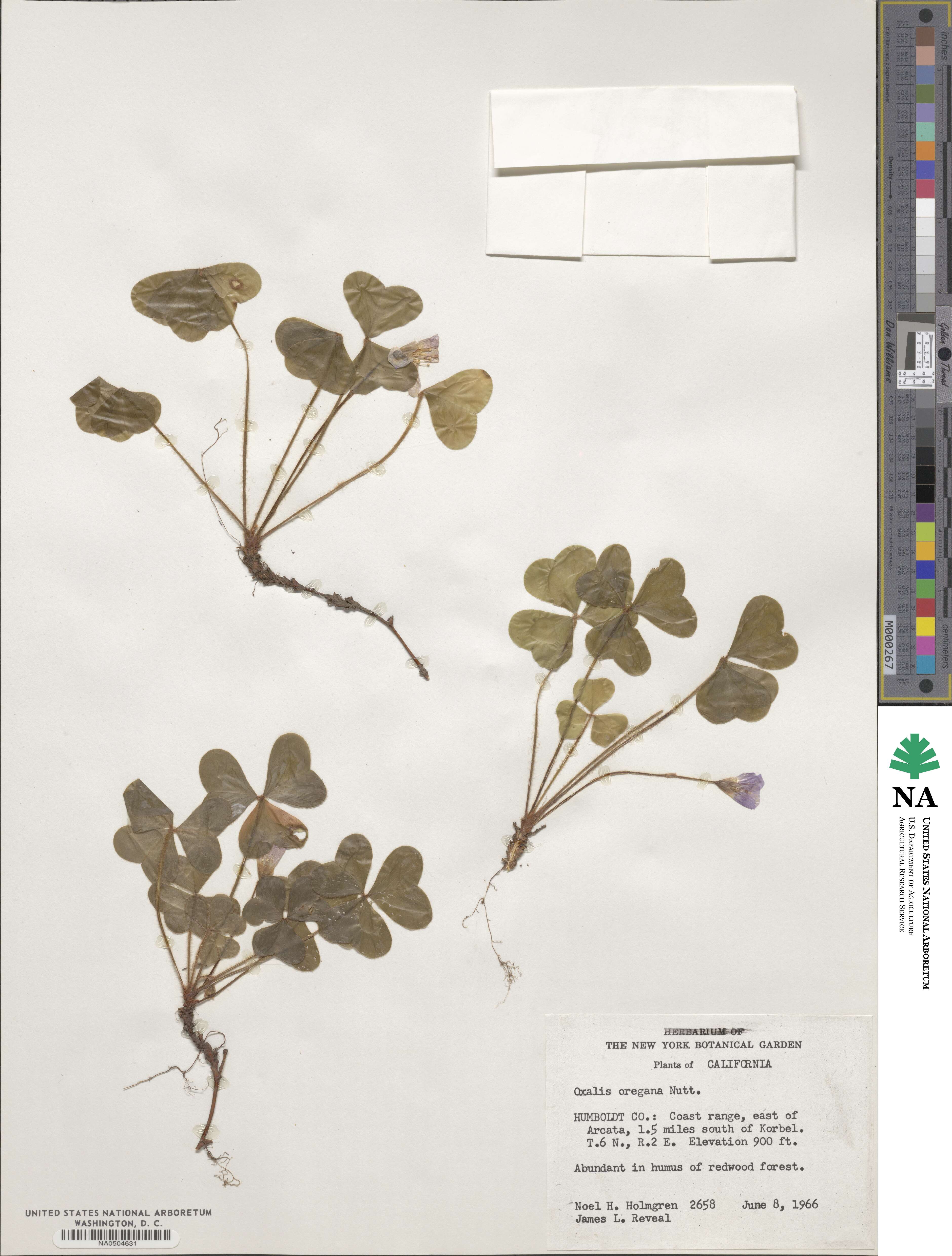 Oxalis oregana image