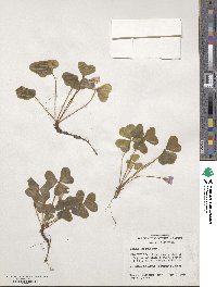 Oxalis oregana image