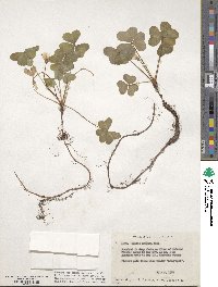 Oxalis oregana image