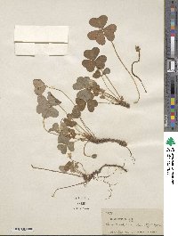 Oxalis oregana image