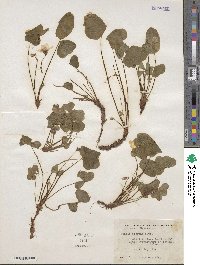 Oxalis oregana image