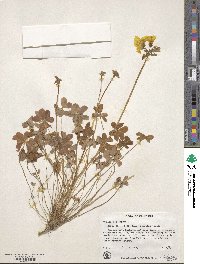 Oxalis pes-caprae image