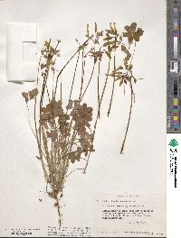 Oxalis pes-caprae image