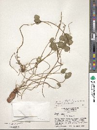 Oxalis purpurea image