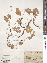 Oxalis oregana image