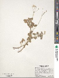 Oxalis stricta image