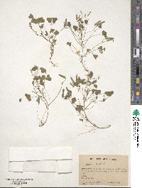 Oxalis stricta image