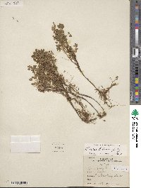 Oxalis stricta image