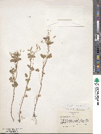 Oxalis stricta image