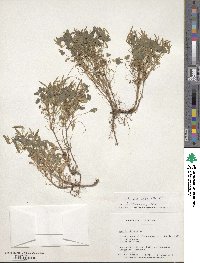 Oxalis stricta image