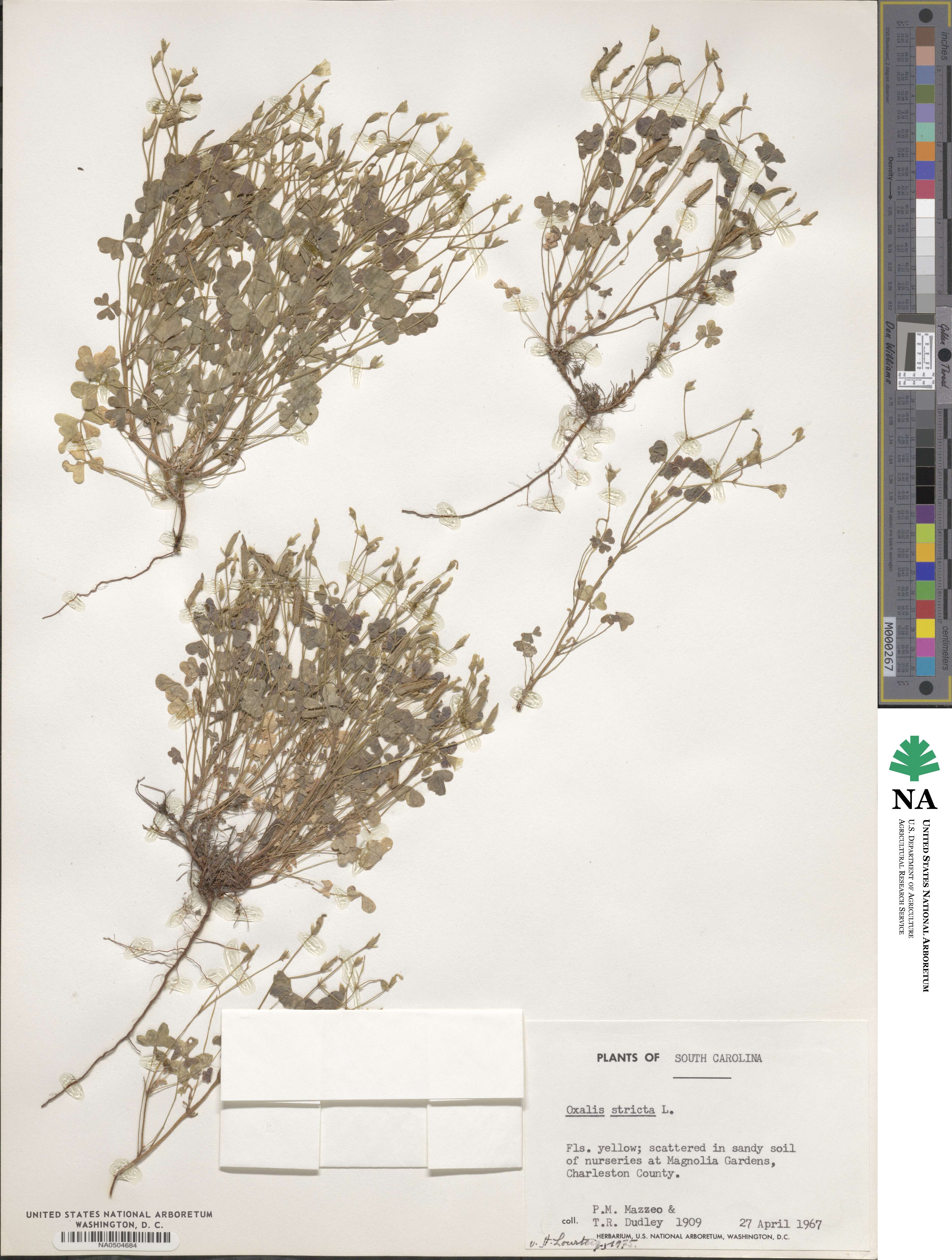 Oxalis stricta image