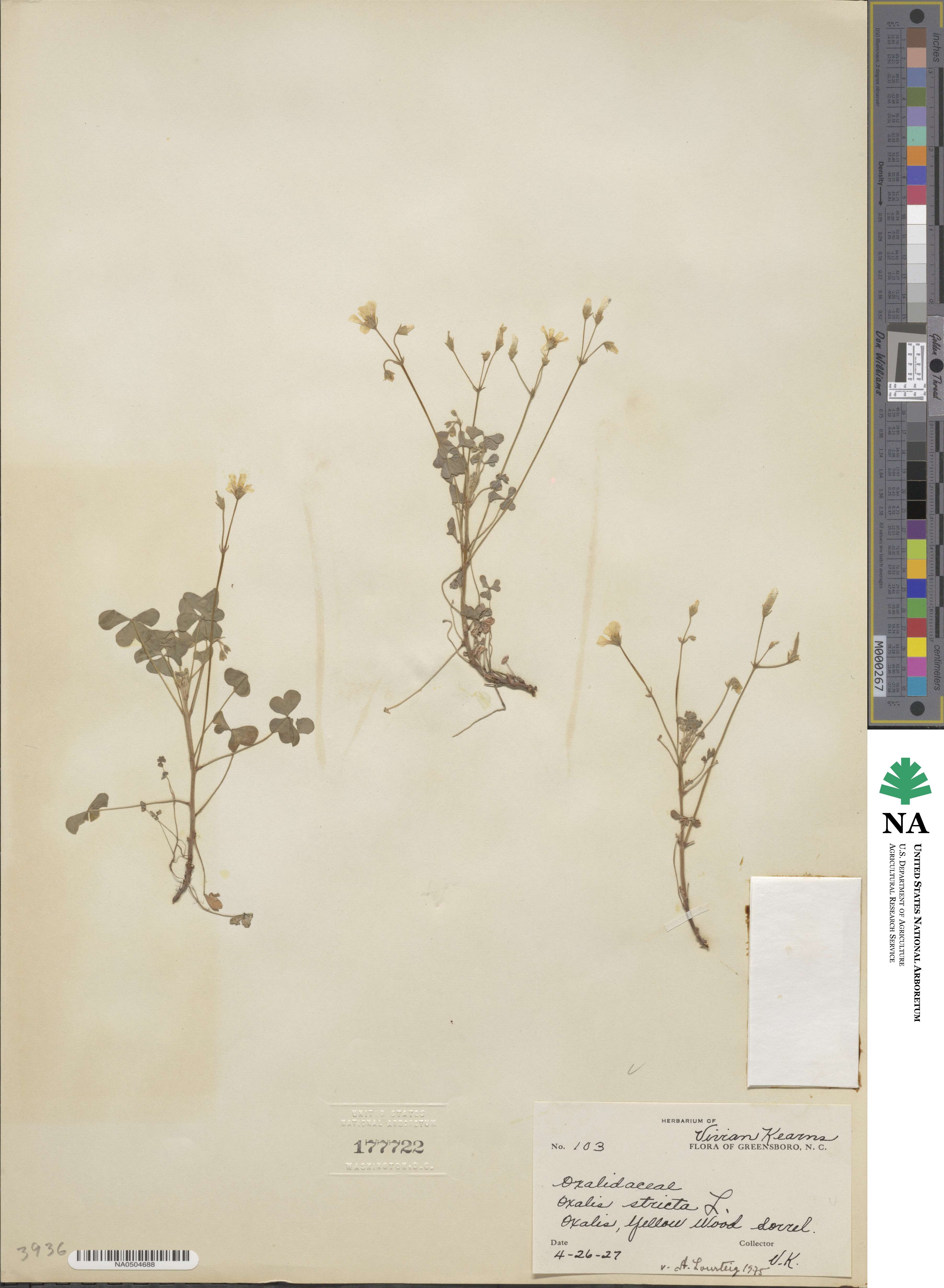 Oxalis stricta image