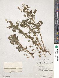 Oxalis stricta image