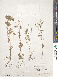 Oxalis stricta image