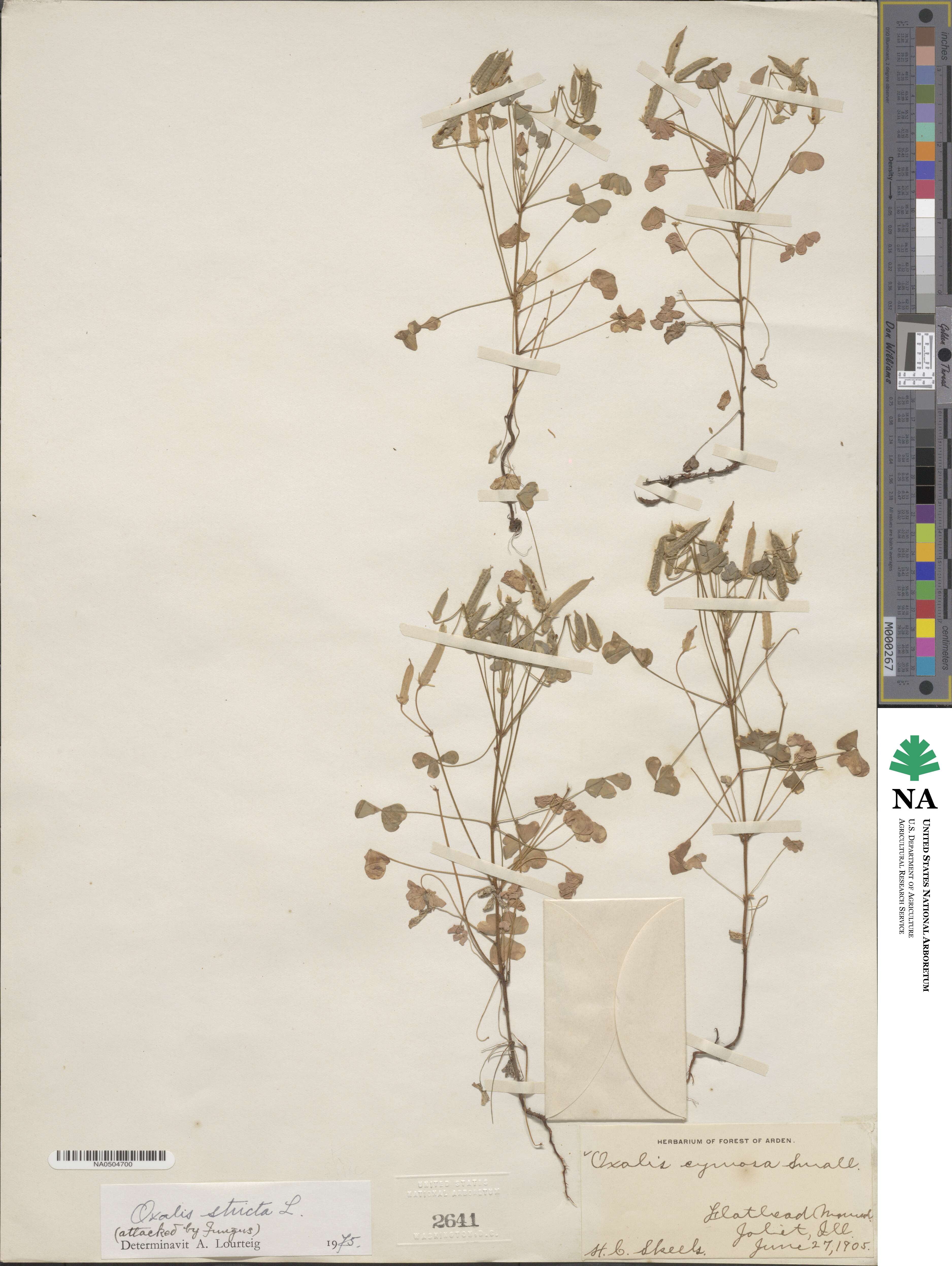 Oxalis stricta image