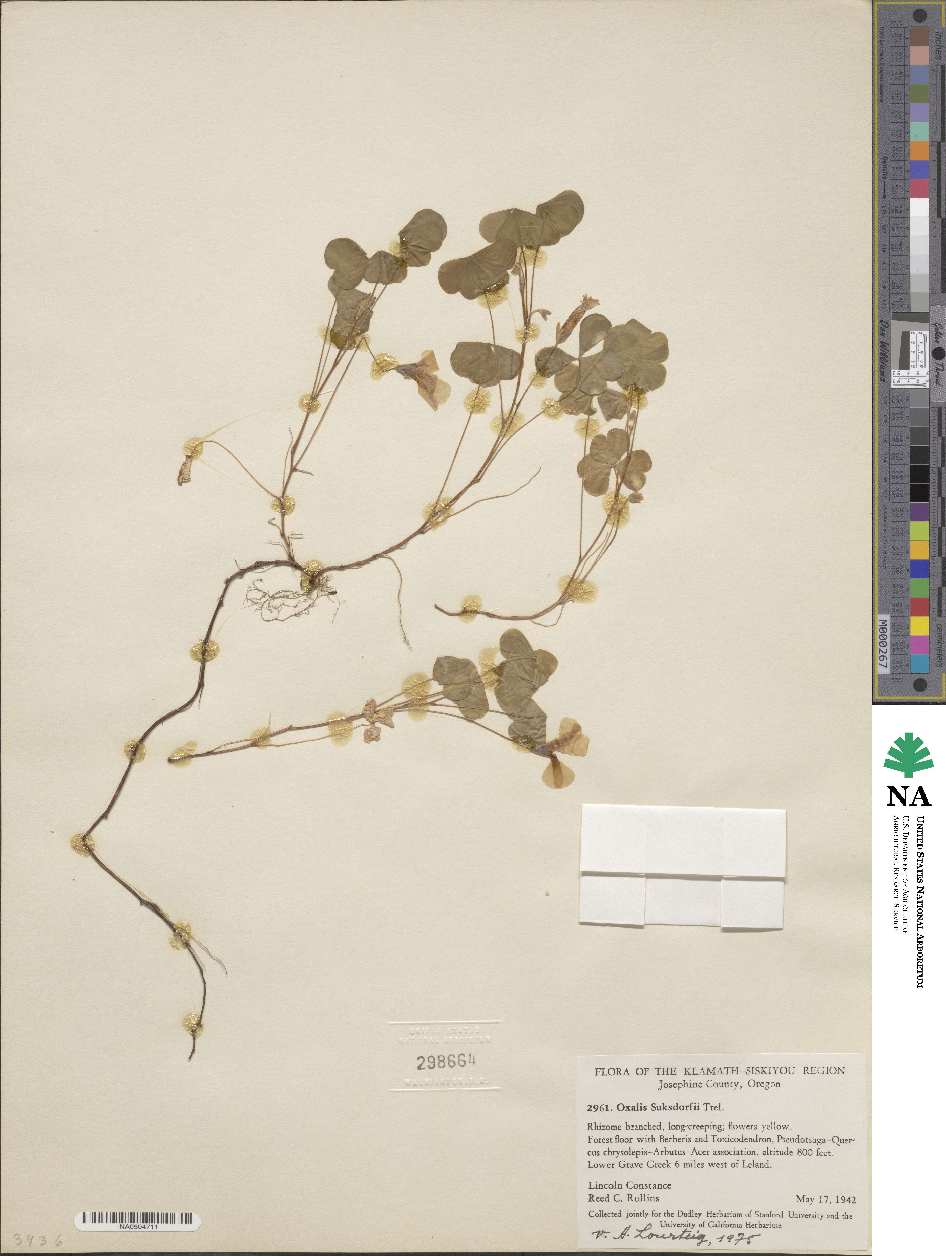 Oxalis suksdorfii image