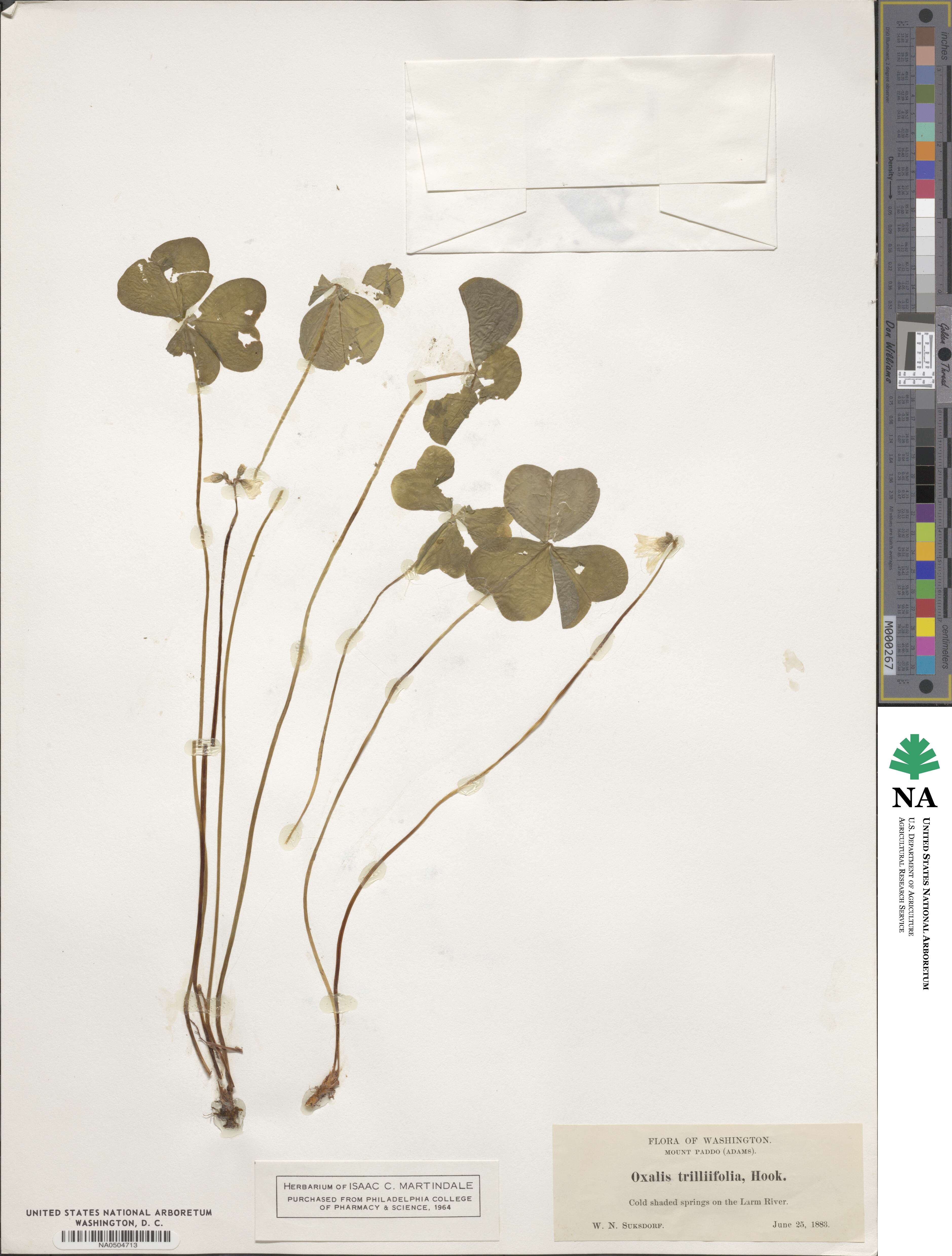 Oxalis trilliifolia image