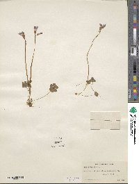 Oxalis violacea image