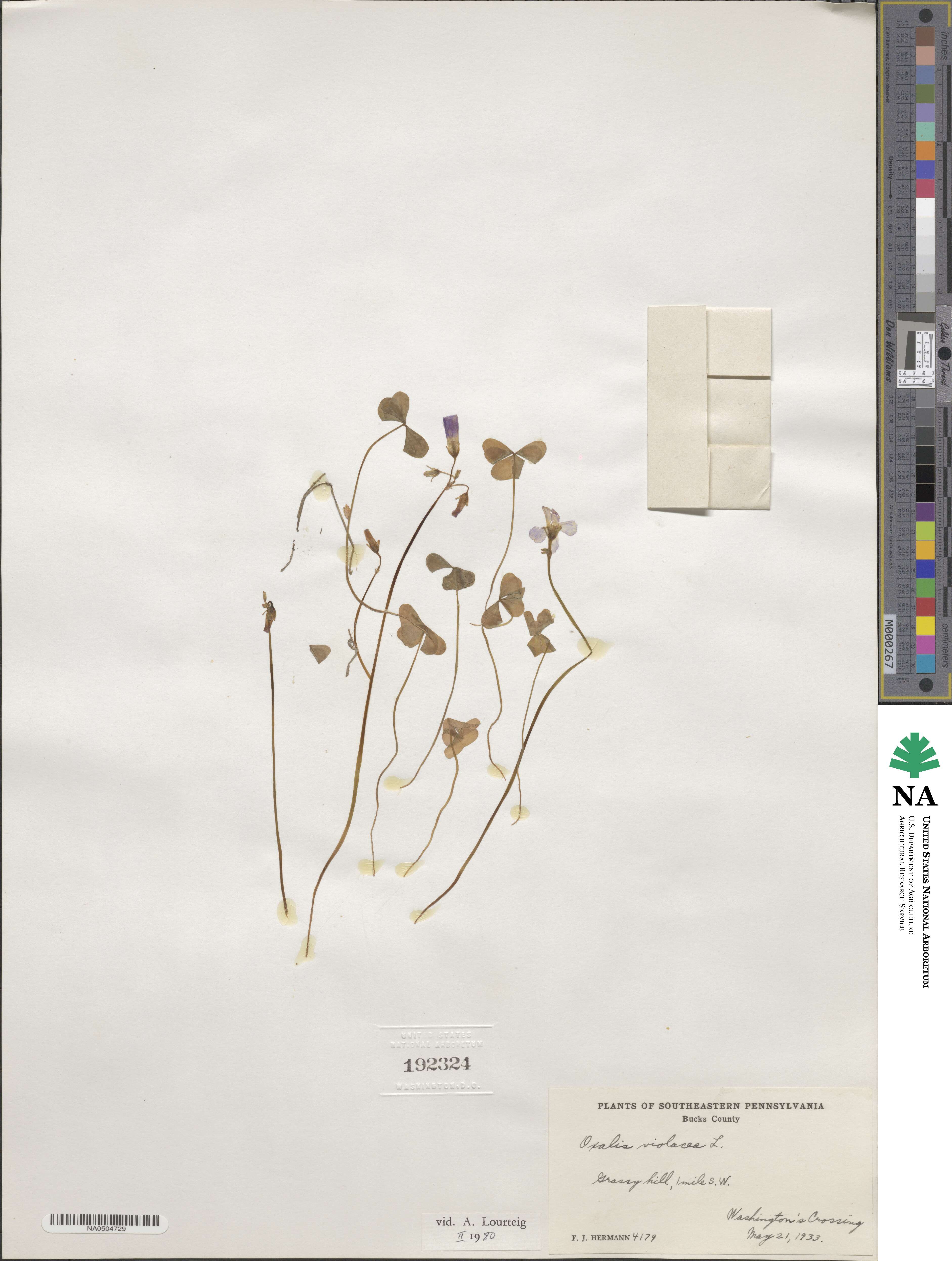 Oxalis violacea image