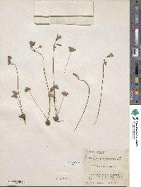 Oxalis violacea image