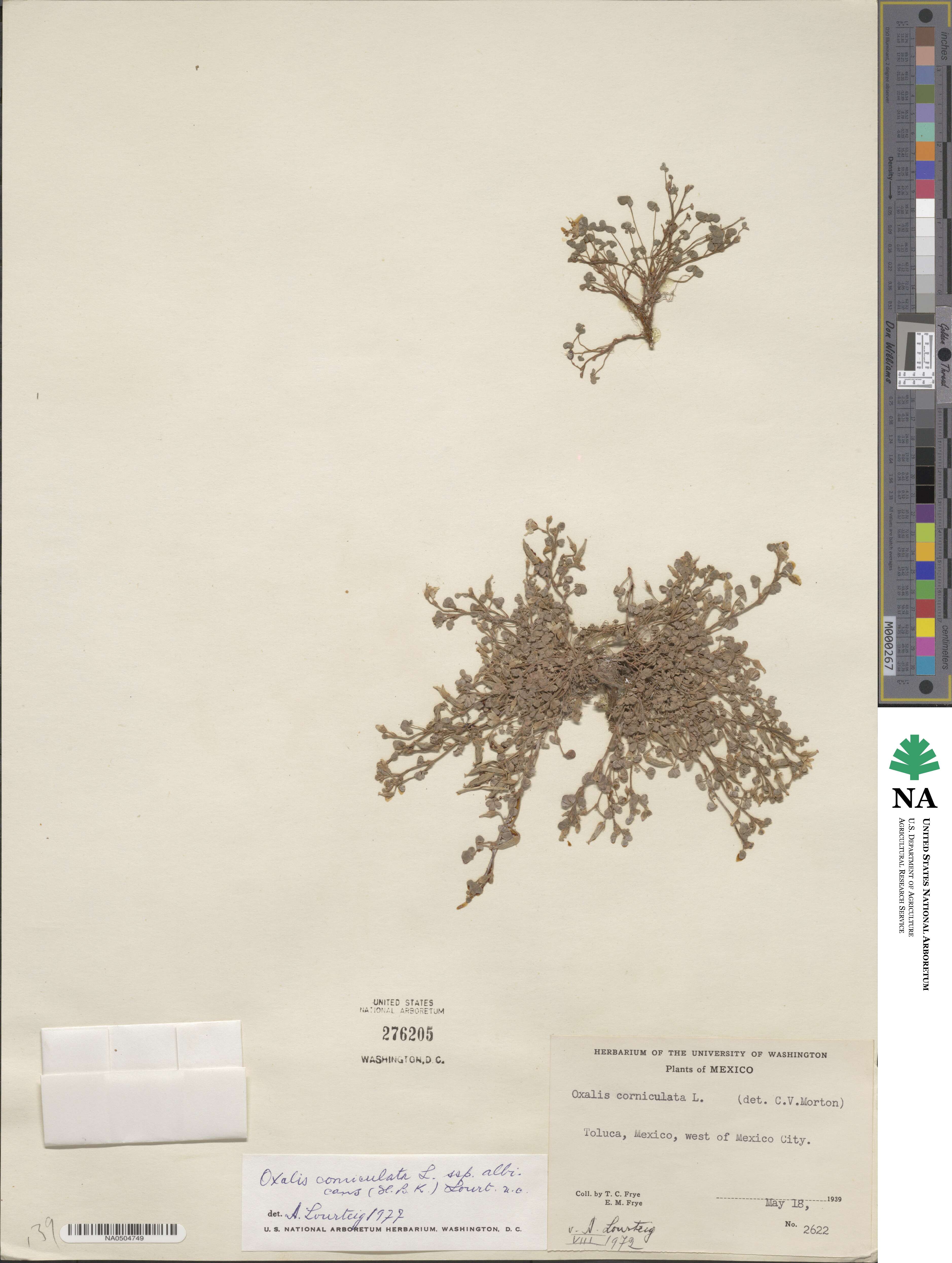Oxalis albicans image