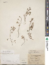 Oxalis albicans image