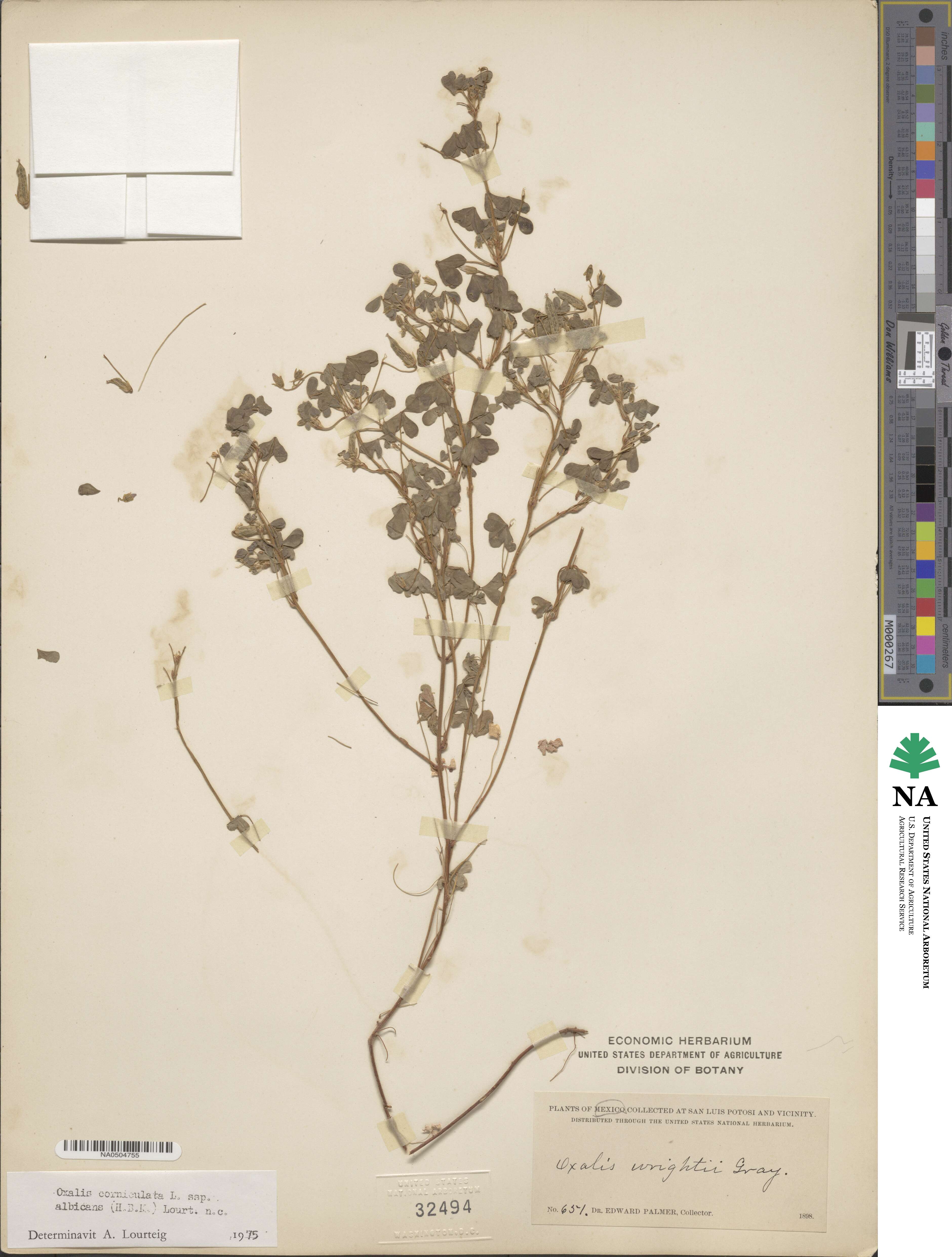 Oxalis albicans image