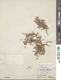 Oxalis pilosa image