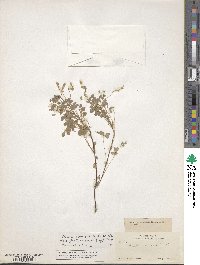 Oxalis pilosa image