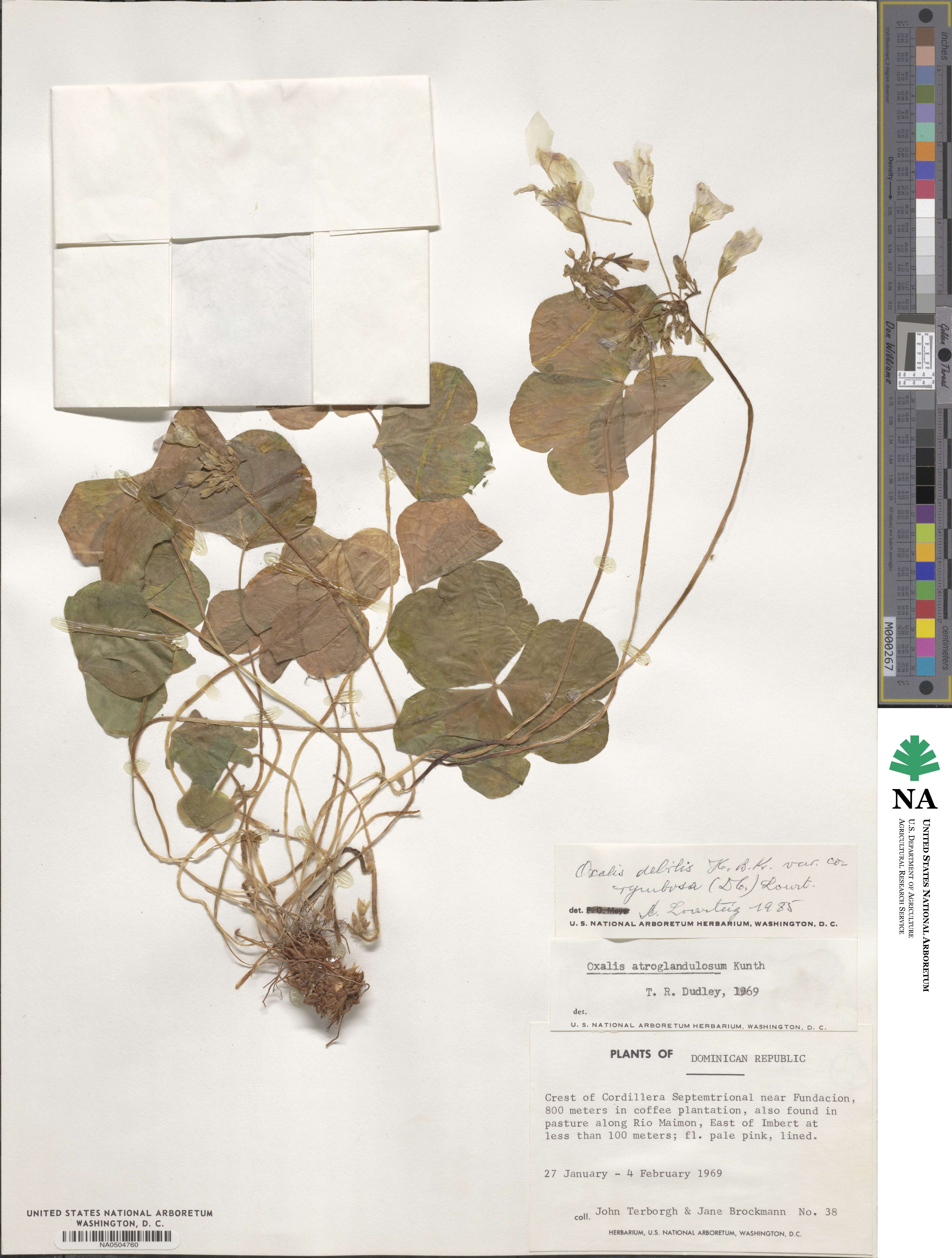 Oxalis debilis image