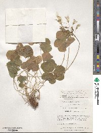 Oxalis debilis image