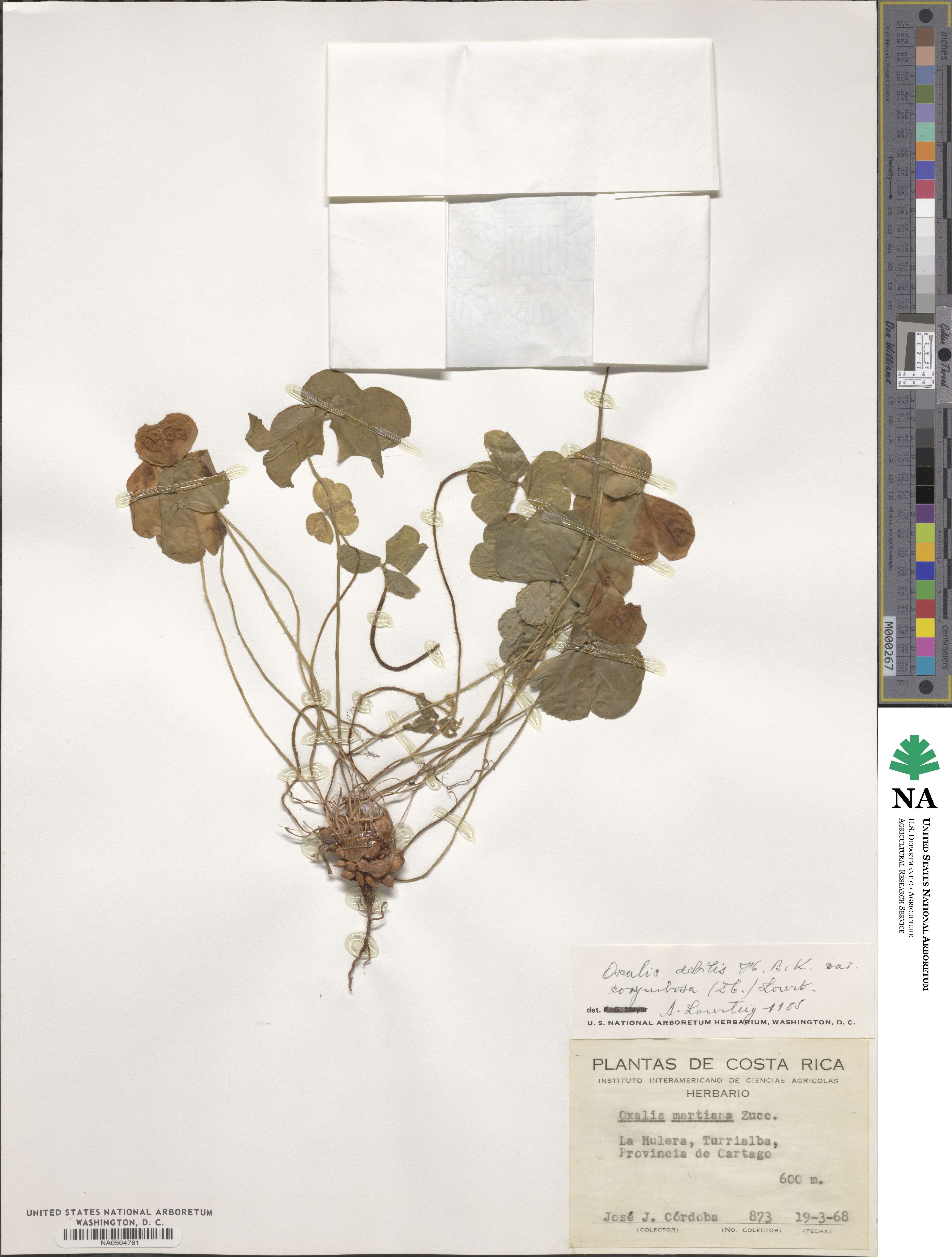 Oxalis debilis image