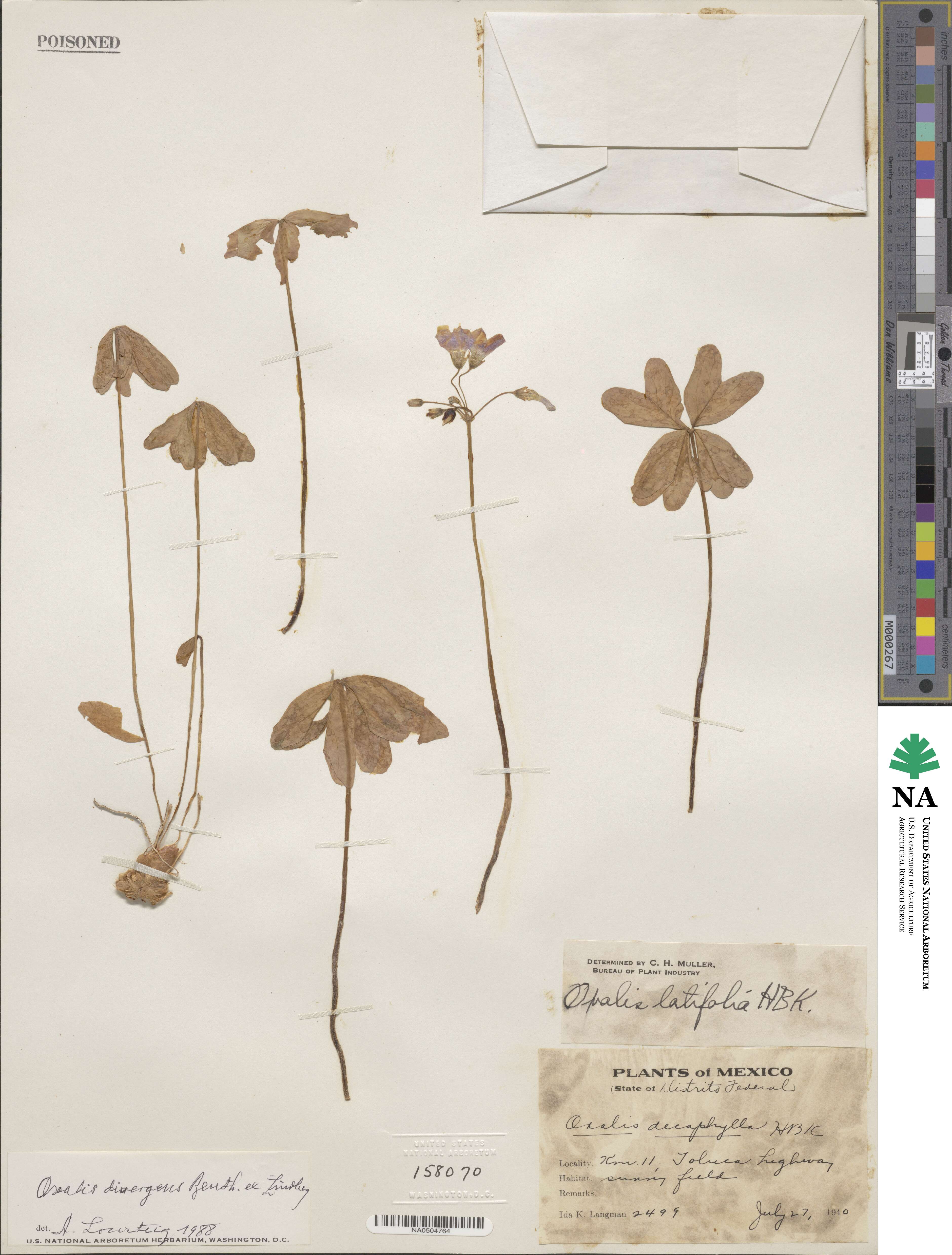 Oxalis divergens image