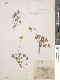 Oxalis pes-caprae image