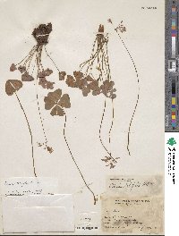 Oxalis tetraphylla image