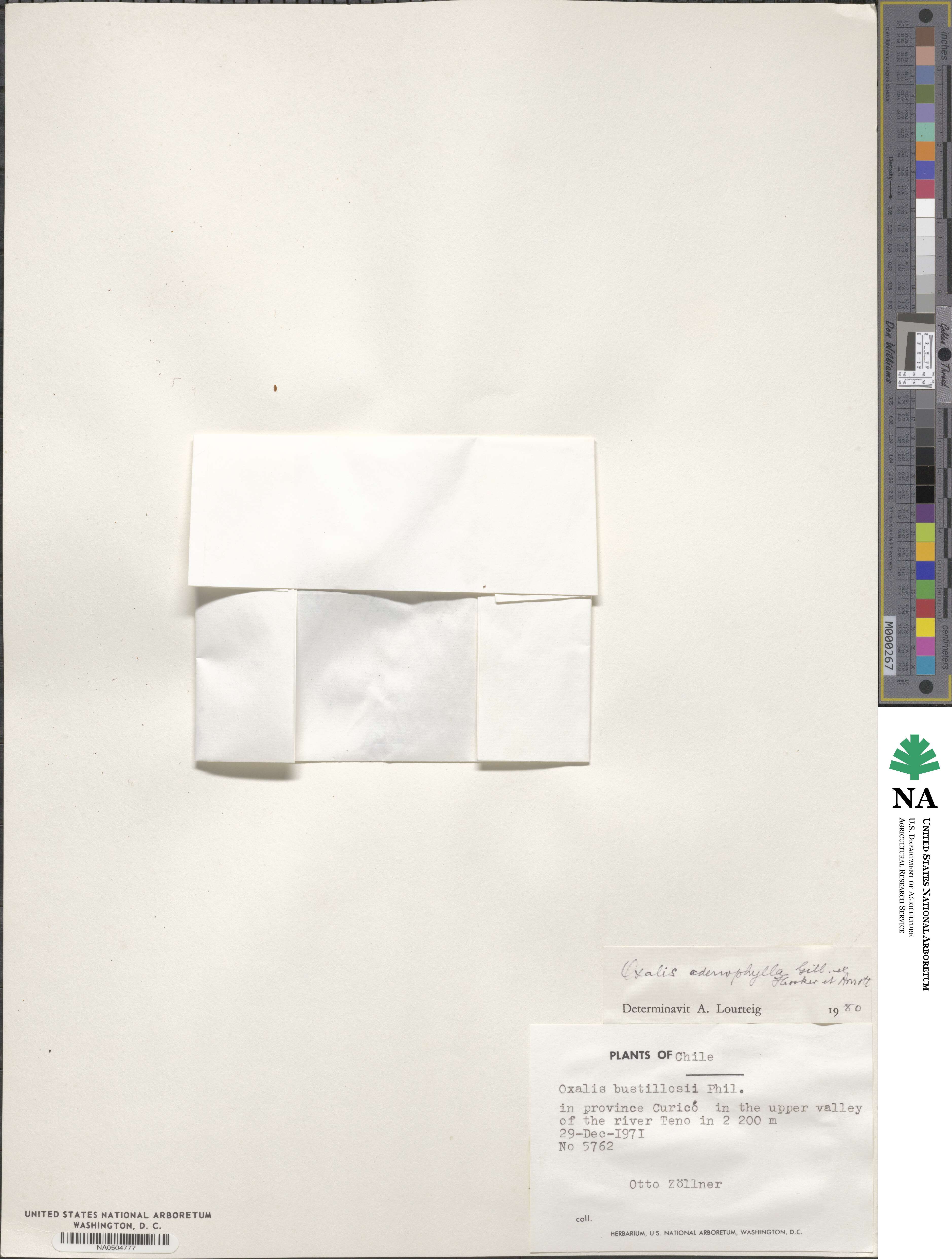 Oxalis adenophylla image