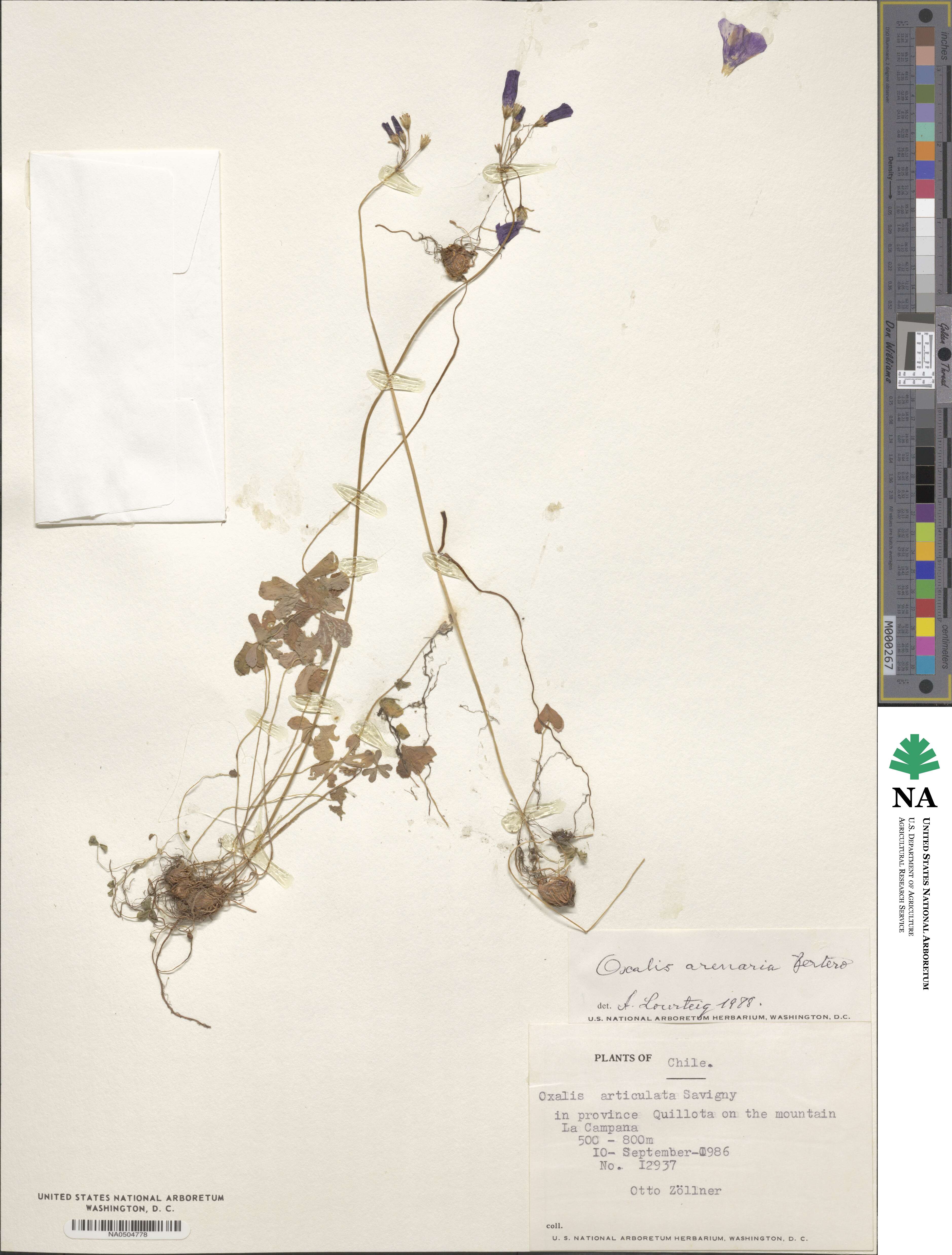 Oxalis arenaria image