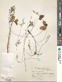 Oxalis articulata image