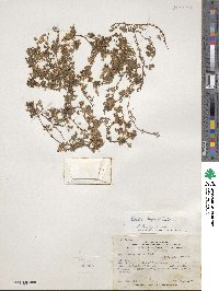 Oxalis bisfracta image