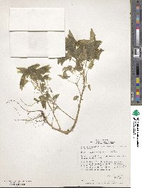 Oxalis boliviana image