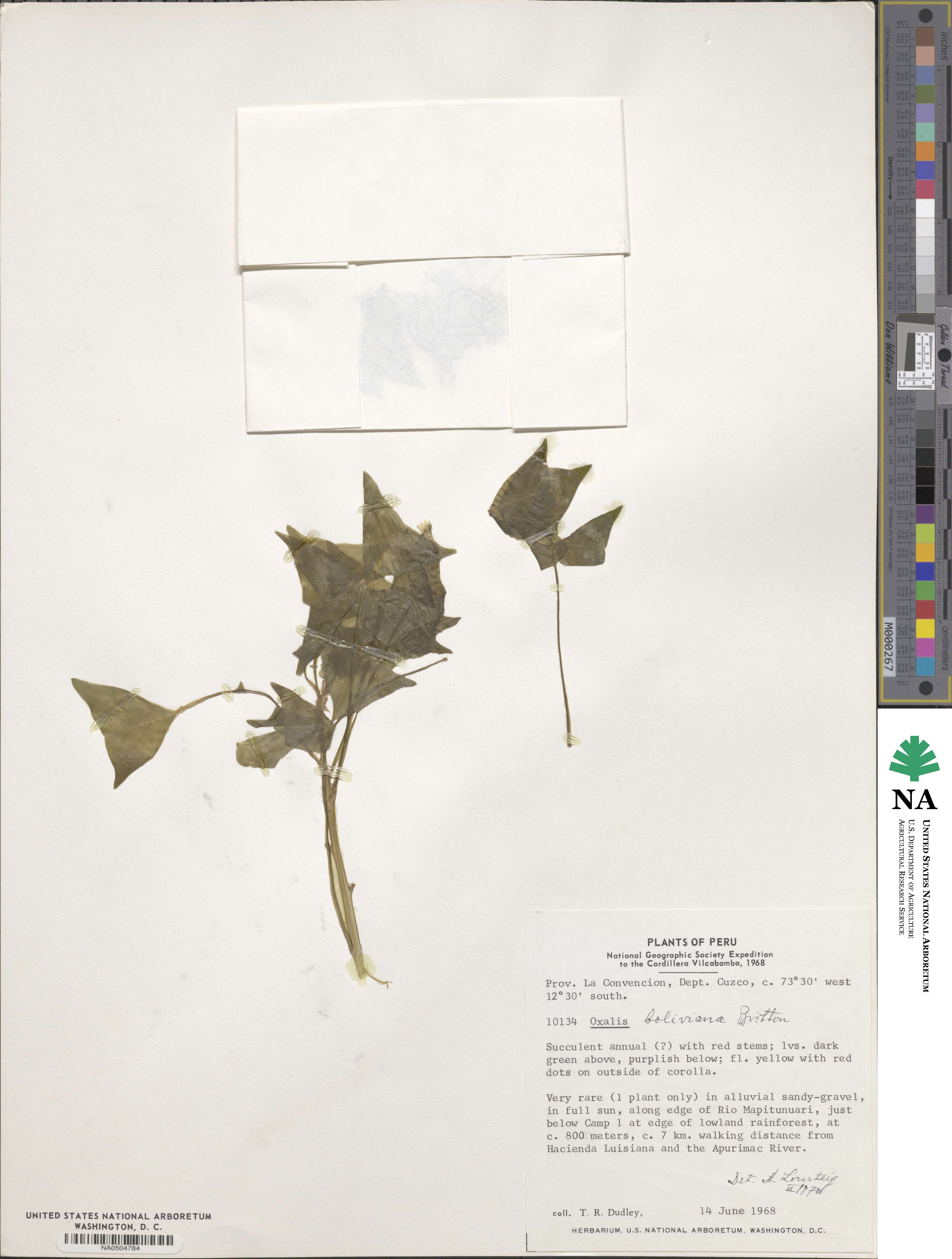 Oxalis boliviana image