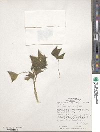 Oxalis boliviana image