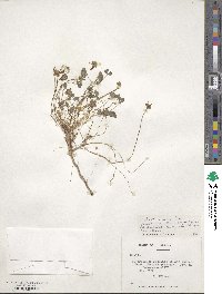 Oxalis cinerea image