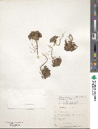 Oxalis compacta image