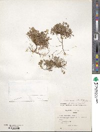 Oxalis compacta image