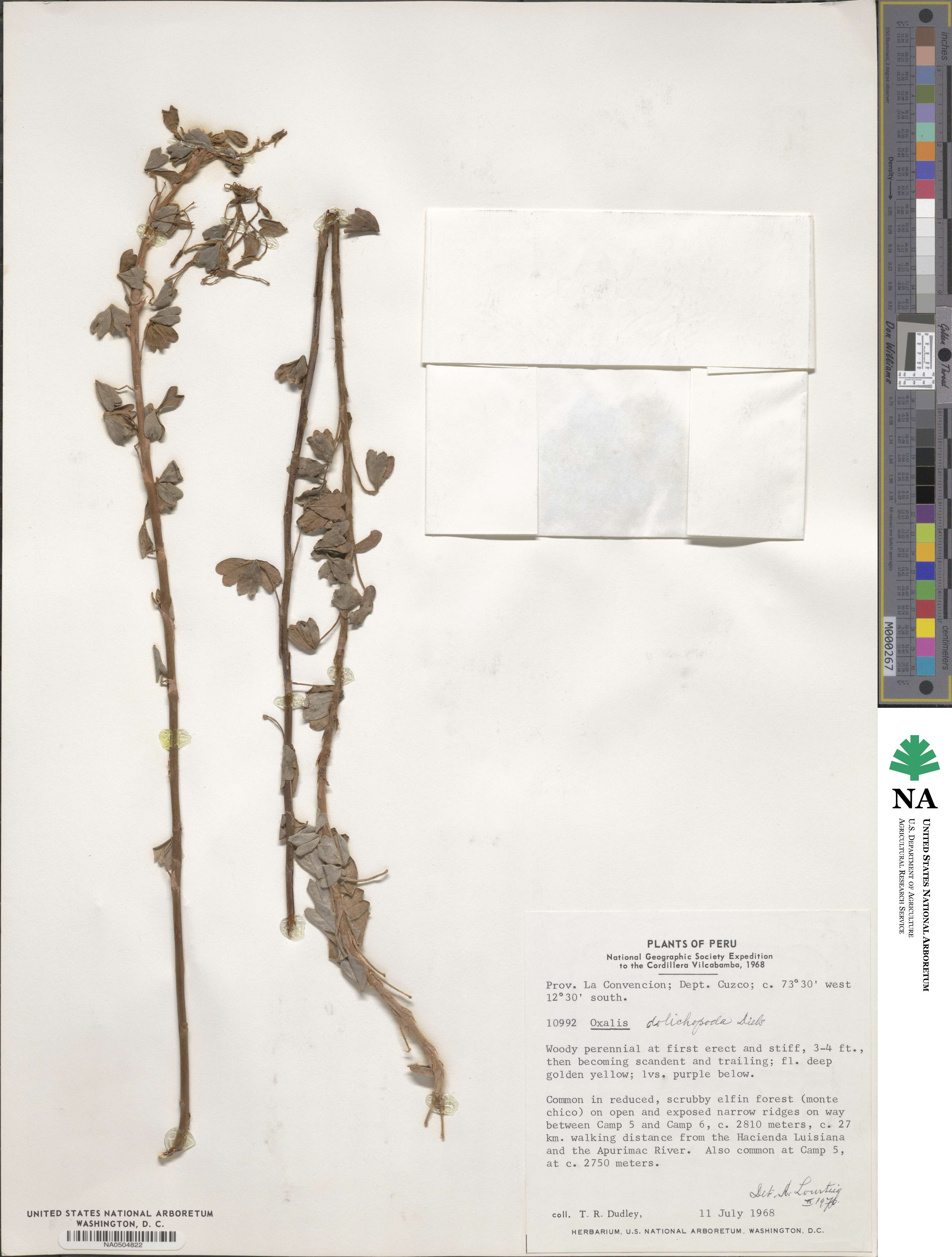 Oxalis dolichopoda image